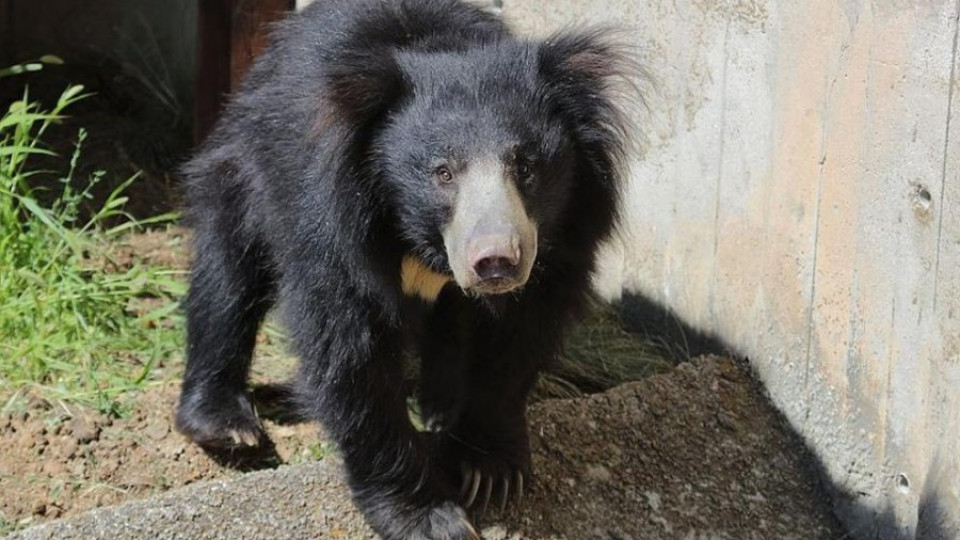 Запознайте се с новия сладък обитател на Софийския зоопарк – мечока Лийм | StandartNews.com
