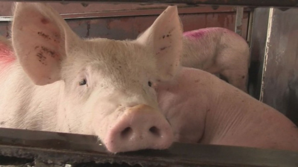 Русия спира вноса на българско свинско | StandartNews.com