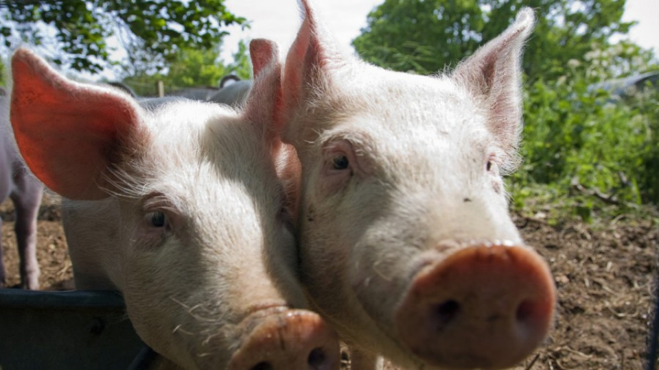 Русия спира вноса на свинско месо от България | StandartNews.com