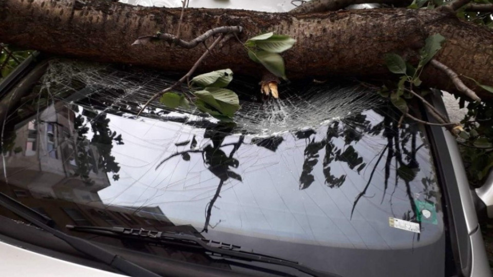Силният вятър събори дървета, най-сериозно засегната е Монтана | StandartNews.com