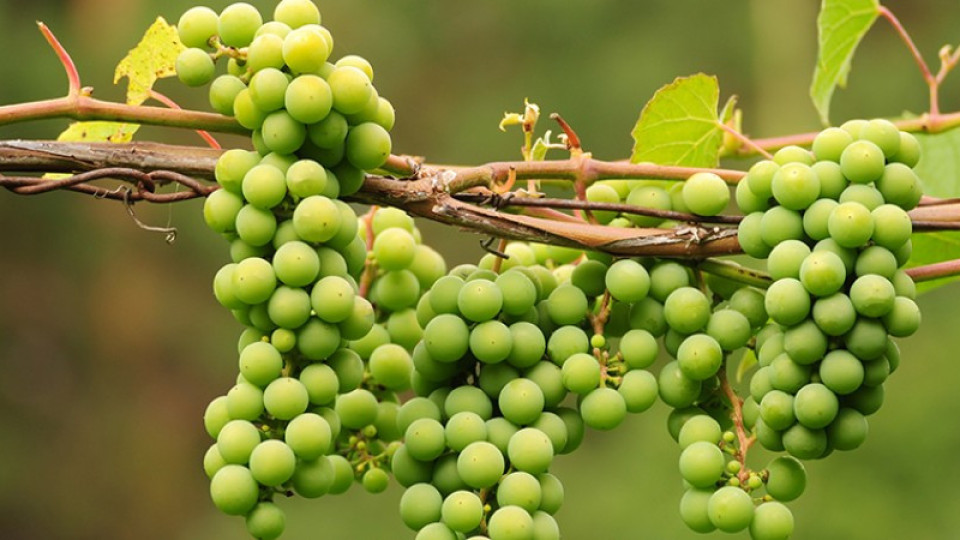Цената остава основен проблем за производителите на грозде | StandartNews.com