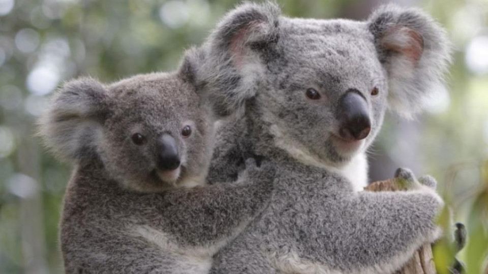 В Европа пристигнаха първите южни коали | StandartNews.com