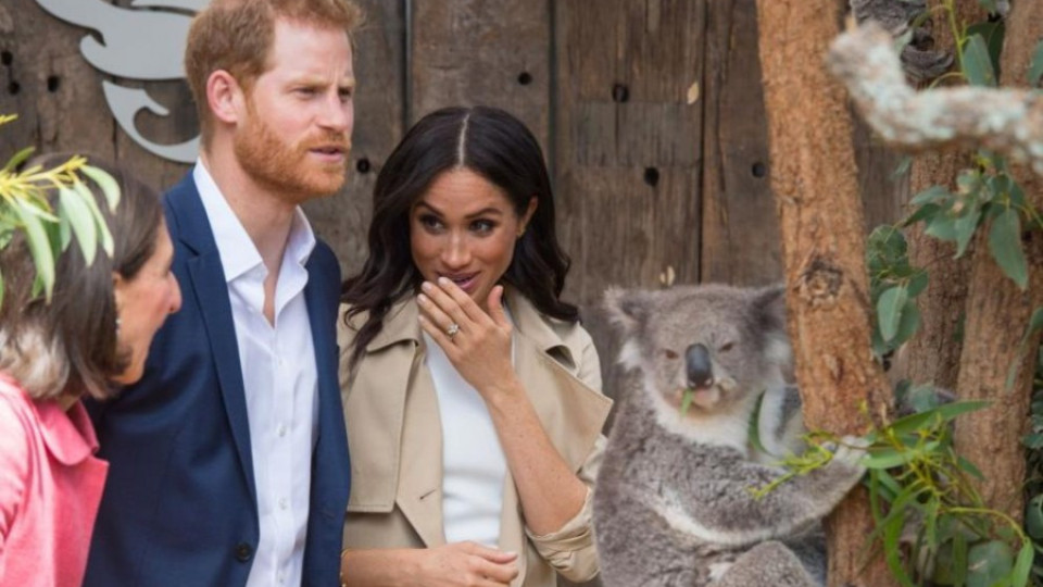 Хари и Меган се порадваха на коали, получиха и първи подаръци за бебето  | StandartNews.com