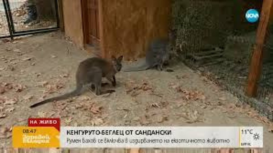 Продължава издирването на кенгуруто беглец от Сандански | StandartNews.com
