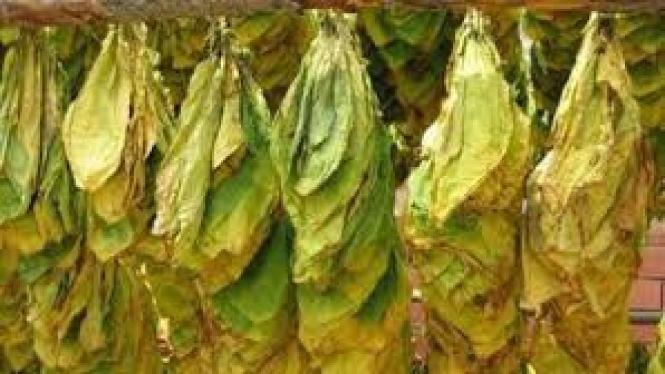 Спад с 15-20 % на тазгодишната тютюнева реколта в Кърджали | StandartNews.com