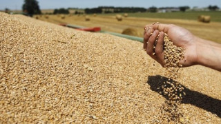 С 1,9 млн. тона по-малко пшеница изнесъл ЕС