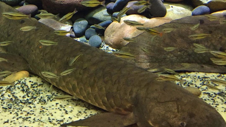 80-годишна риба живее в аквариум в Сан Франциско  Аквариумът „Стайн | StandartNews.com