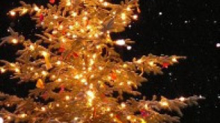 Коледната елха в Силистра грейва с 6500 лампички