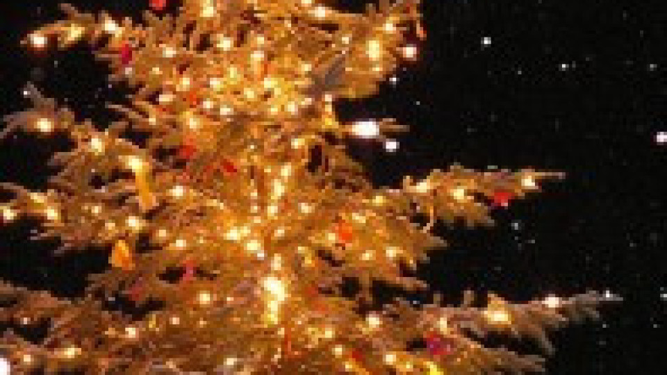 Коледната елха в Силистра грейва с 6500 лампички | StandartNews.com