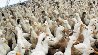 Птичи грип във ферма за патици в Пловдивско