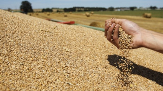 България е доставчик N 1  на пшеница за Великобритания   