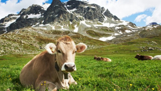 Референдум ще решава бъдещето на кравите в Швейцария