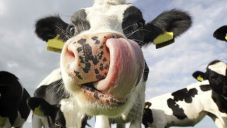 Швейцария гласува за рогата и честта на кравите си