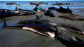 145 делфина се самоубиха в Нова Зеландия 