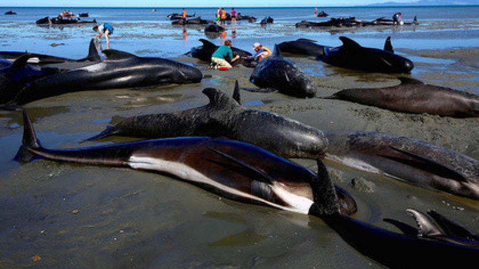 145 делфина се самоубиха в Нова Зеландия  | StandartNews.com