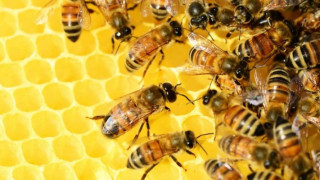 Добивът на мед тази година спаднал с 60%