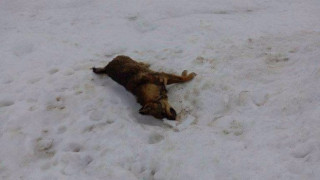 Намериха мъртви кучета в Смолян