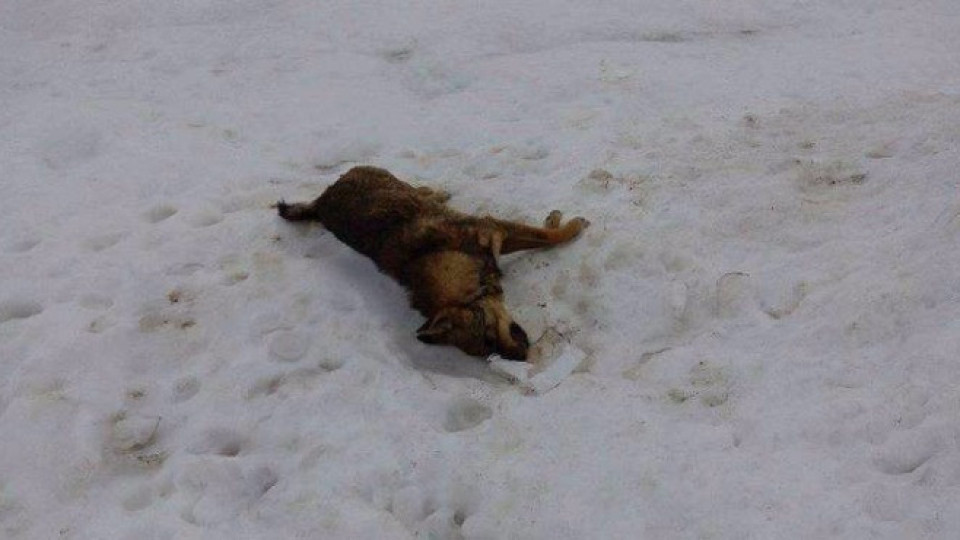 Намериха мъртви кучета в Смолян | StandartNews.com