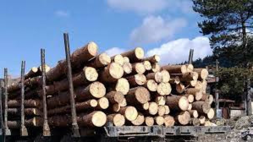 Заловиха 20 кубика незаконна дървесина | StandartNews.com