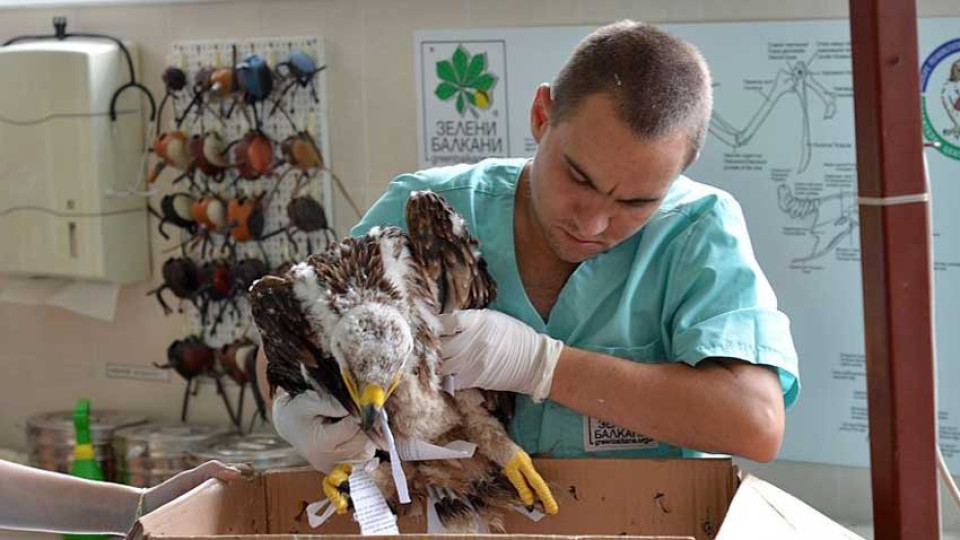 „От дивите птици за сръчни ръчици“ | StandartNews.com