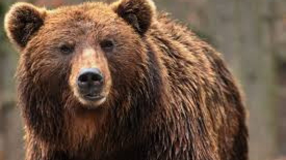 Поне 15 мечки може да срещнем във Витоша | StandartNews.com