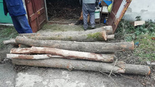Съдят  по бързата процедура 10-има за бракониерска сеч