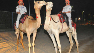 Полицаите в Абу Даби яхнаха камили