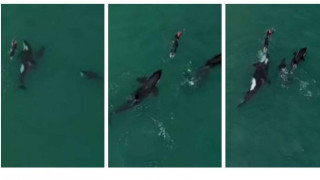 Опасни кадри: Жена плува с китове-убийци!