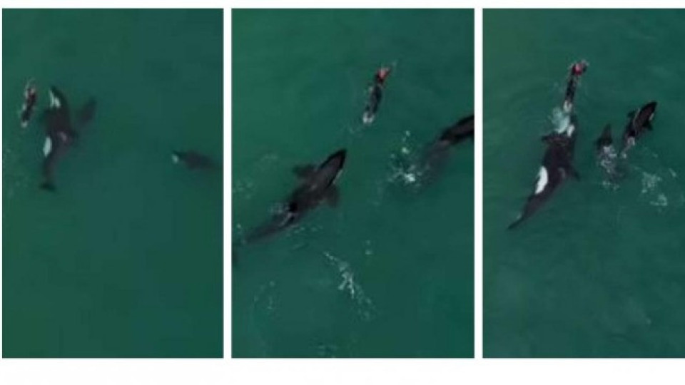 Опасни кадри: Жена плува с китове-убийци! | StandartNews.com