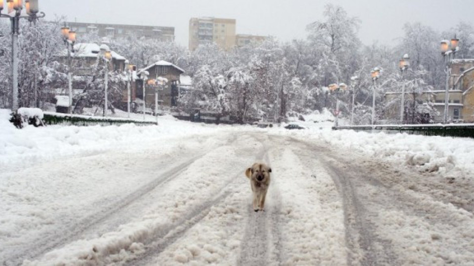 Сняг и студ в Източна България | StandartNews.com