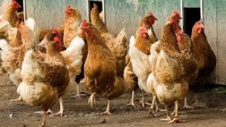 Евтаназират 55 хил. кокошки с грип в плевенско