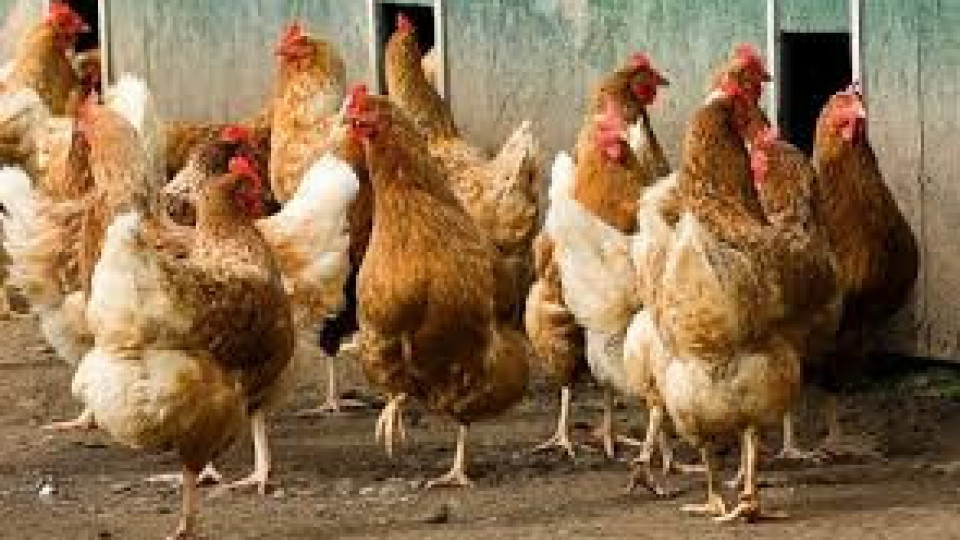 Евтаназират 55 хил. кокошки с грип в плевенско | StandartNews.com