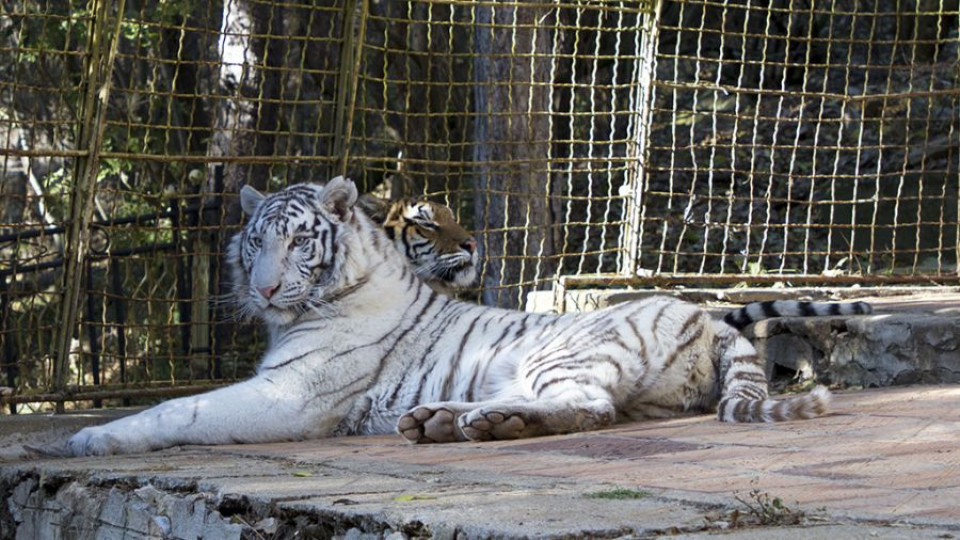 Бял тигър радва старозагорските деца | StandartNews.com