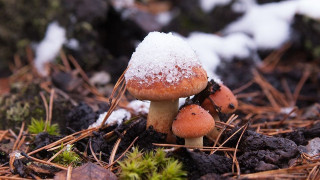 Облачно с малко дъжд и сняг