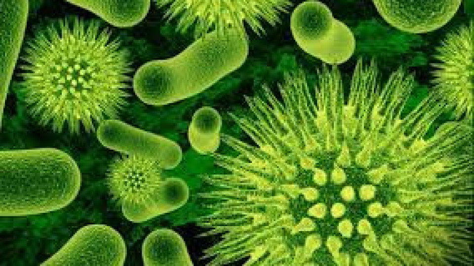 Бактерии оцеляват, като копират чужда ДНК | StandartNews.com