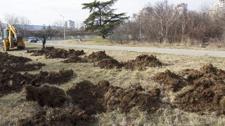 В Стара Загора засаждат живите коледни дръвчета