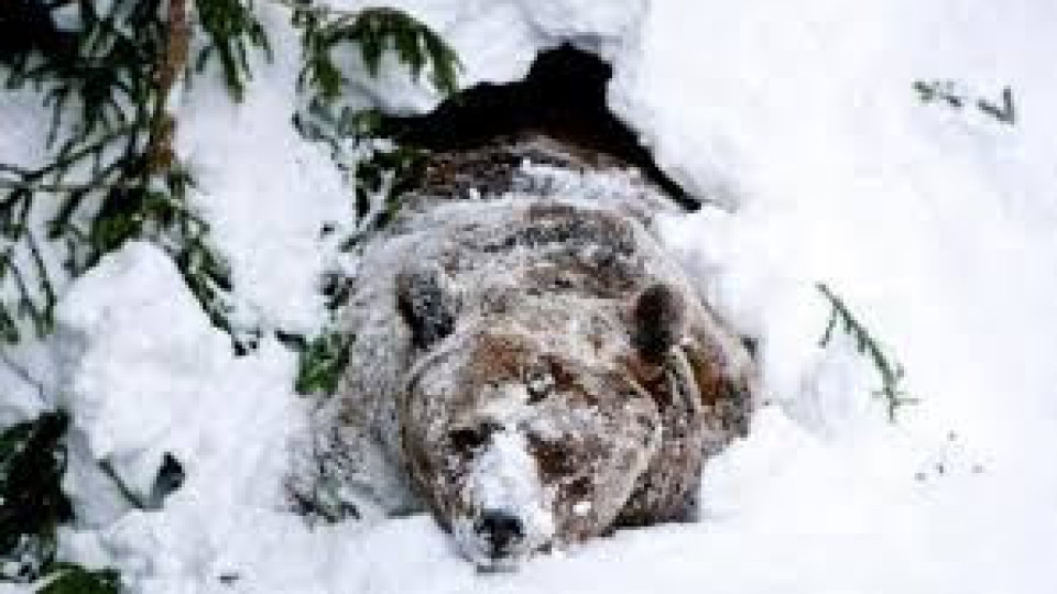 Всичките мечки в парка в Белица заспаха зимен сън | StandartNews.com