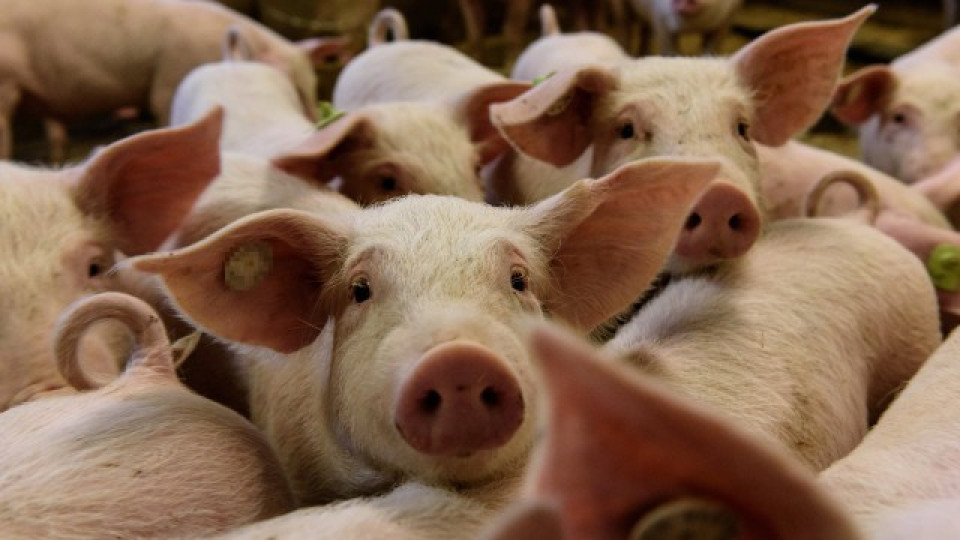 Русия ограничи свинското от България и Словакия | StandartNews.com