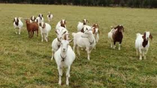 EС облекчи мерките в районите с чума по козите