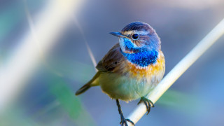Учени разкриха как изглежда светът през птичи поглед