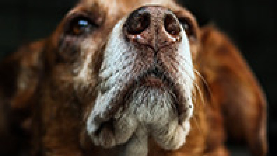 Кучета вместо лаборатории диагностицират болести | StandartNews.com
