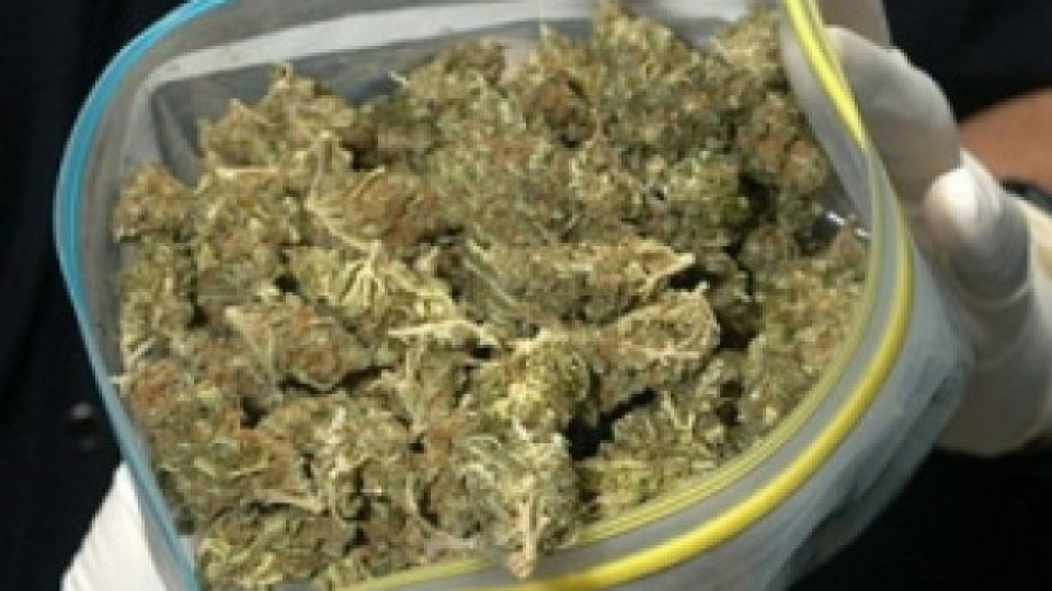 Криминалисти от Кърджали намериха и иззеха 1,7 кг марихуана | StandartNews.com