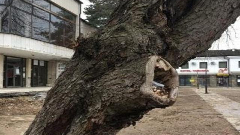 В Ловеч премахват болни дървета на пл. "Тодор Кирков" | StandartNews.com