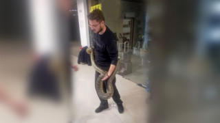 Змията беглец в мол: Шегите, които се родиха в мрежата