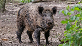 Диво прасе в Девня заразено с африканска чума