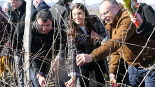 Лозята в България се увеличават всяка година