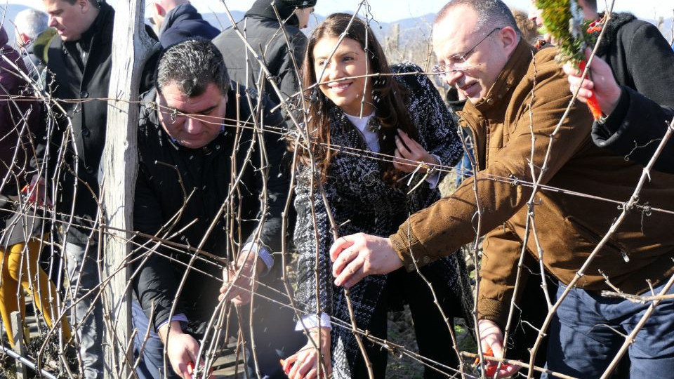 Лозята в България се увеличават всяка година | StandartNews.com