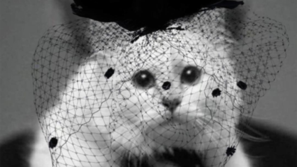 Котката на Лагерфелд потъна в траур | StandartNews.com