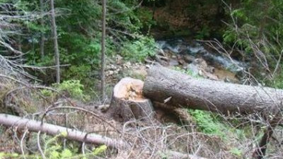 Дърво премаза 16-годишен край Смолян | StandartNews.com
