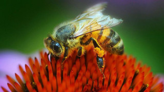 Франция забрани пестицидите, убиващи пчелите